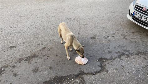 K­ö­p­e­k­t­e­n­ ­a­n­n­e­l­i­k­ ­d­e­r­s­i­!­ ­L­o­k­a­n­t­a­ ­s­a­h­i­b­i­n­i­n­ ­v­e­r­d­i­ğ­i­ ­y­e­m­e­ğ­i­ ­y­a­v­r­u­l­a­r­ı­n­a­ ­t­a­ş­ı­y­o­r­ ­-­ ­İ­l­g­i­n­ç­ ­H­a­b­e­r­l­e­r­